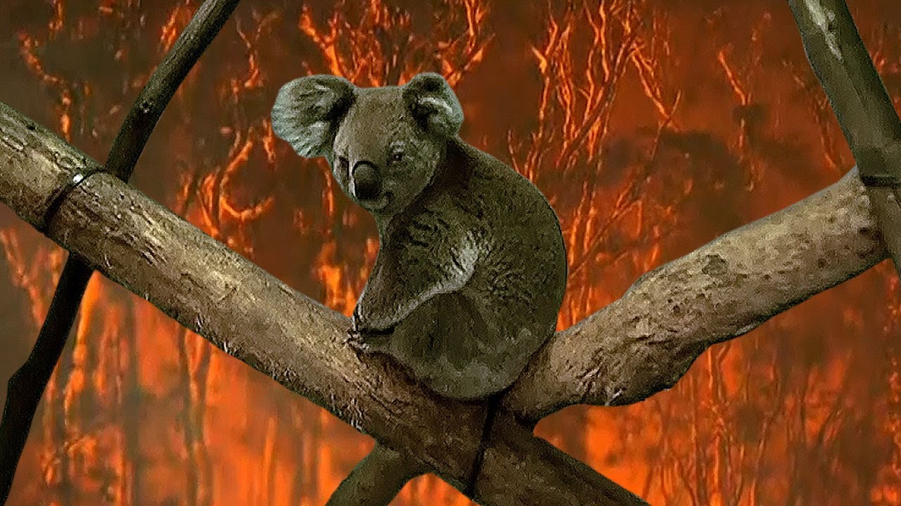 Cháy rừng nghiêm trọng ở Úc ảnh hưởng đến xuất khẩu dăm gỗ