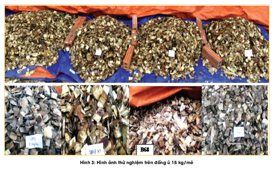 Đánh giá khả năng loại nhựa của một số chủng nấm phân lập ở Việt Nam
