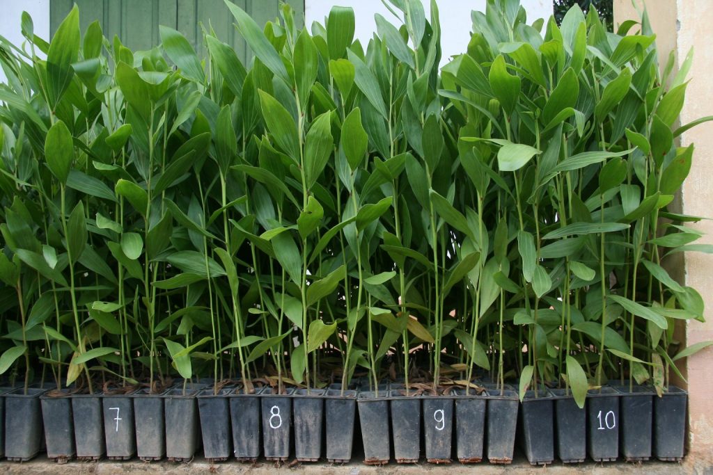 Viện Nghiên cứu cây nguyên liệu giấy: Ứng dụng KHCN trong sản xuất giống cây nguyên liệu giấy cho năng suất, chất lượng cao